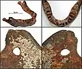 Burial 18 - Child mandible. Teeth removed and drill perforated