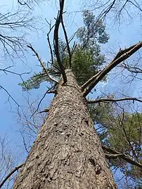 A large eastern white pine (P. strobus) in Southern Ontario, Canada