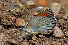 Male C. a. exoleSemliki Wildlife Reserve, Uganda