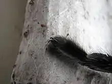 Blue hue of a species of tarantula (450 nm ± 20 nm)
