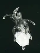 Late brachiolaria with starfish primordium