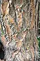Mature bark, clad completely in corky tissue with reticulate pattern. Base of main trunk of mature specimen Royal Botanic Garden Edinburgh.