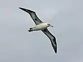 At Kilauea Point on Kauai, Hawaii