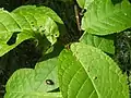 P.eupadi on a Bird Cherry leaf.