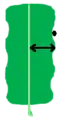 pinnately-lobed