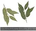 Dried leaves from 'Pinnato-ramosa', Edinburgh