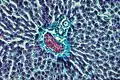 Portal triad of a rat liver, 1 branch of hepatic artery, 2 branch of portal vein, 3 bile duct