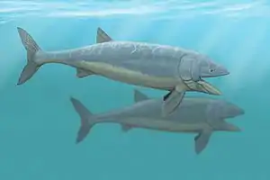 Leedsichthys, a mid-Jurassic filter feeder fish, may have reached sizes of 7–16.5 m (23–54 ft).