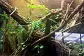 Fiji banded iguana