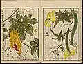 Luffa, illustration from the Japanese agricultural encyclopedia Seikei Zusetsu (1804)