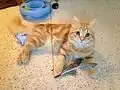 6-month-old male red classic tabby.