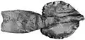 Syntype (86 cm ML)