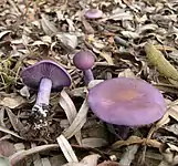 Clitocybe nuda