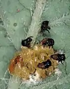 First-instar larva after hatching