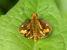 Potanthus omaha from Singapore