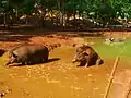 Wallowing by pigs