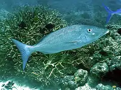 Smalltooth emperor (Lethrinus microdon)