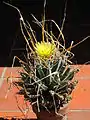 Leuchtenbergia principis