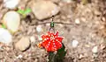 A moon cactus created from a red Gymnocalicium mihanovichii
