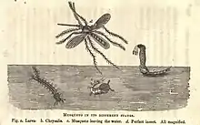 Drawing of the various stages of the life cycle of a mosquito.