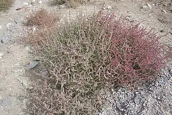 Two bushes, fruiting light pink and deep pink.