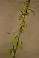 Upright flowering 2018