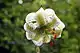 Lilium ledebourii native of Damasch