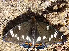 With opened wings