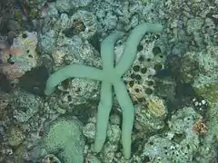 Linckia guildingi