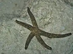 Linckia multifora