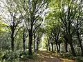 Harichster Forest