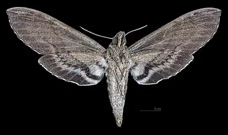 Lintneria merops ♀ △