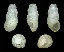 Liroceratia sulcata (Iravadiidae)