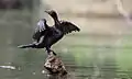 Little black shag