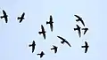 Flock at dusk, Tanzania