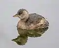 Little greb in winter plumage