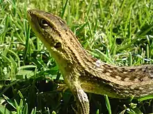 Photo of Lioaemus chilensis from Santiago, Chile in 2009