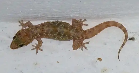 Mediterranean house gecko, Mugla province, Turkey.
