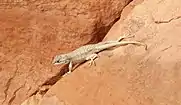 Plateau fence lizard (Sceloporus tristichus), Uintah County, Utah, USA (9 June 2012)
