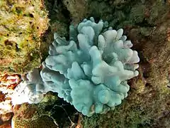Lobophytum sp.