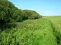 The willow woodlands on the lochshore