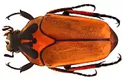 Lomaptera bicolorata Moser, 1912