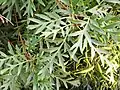 Leaves, Cranbourne Botanic Gardens
