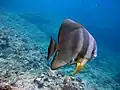 Teira batfish at Maedamisaki Okinawa, 2009