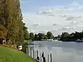 Image 10The lower end of the Staines-upon-Thames reach of the Thames, showing typical trees of the next reach and Penton Hook Island, a small nature reserve. (from Portal:Surrey/Selected pictures)