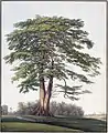 Watercolour of colossal specimen, Suriname, also by Louise van Panhuys