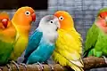 Lutino (yellow/orange) and Blu mutation