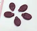 Luffa acutangula seeds. Each division of the ruler is 1&nbsp;mm. Seeds of Luffa aegyptica look very similar.