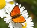 Lycaena virgaureae, male - dorsal view