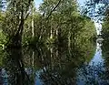 Stream Wurlflut